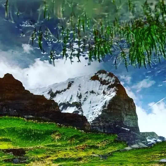 Montaña nevada con cielo azul parcialmente cubierto por ramas verdes en primer plano.