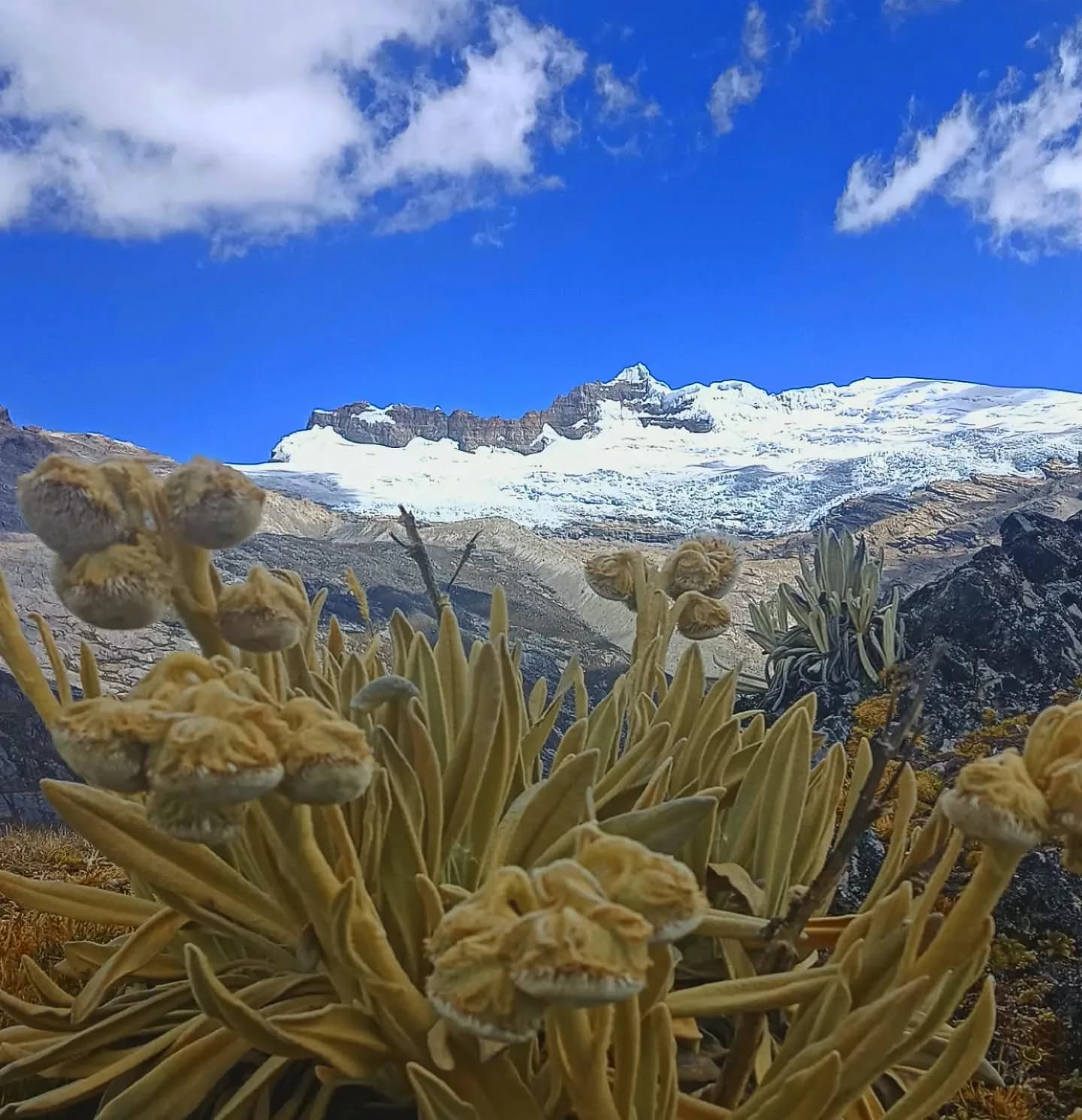 Frailejones en primer plano con un nevado al fondo bajo cielo azul.