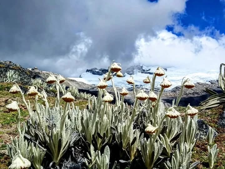 Frailejones en primer plano con montañas nevadas y cielo nublado al fondo.